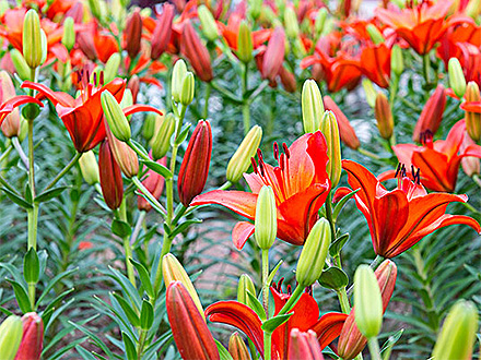 PGAPP下载产品展示七