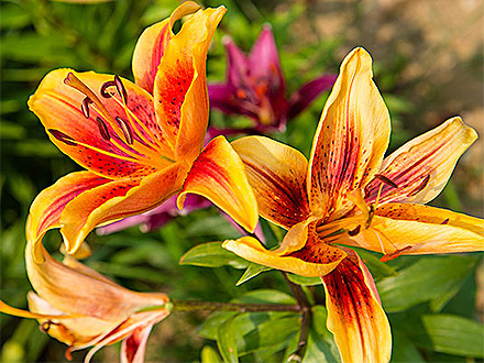 PGAPP下载产品展示八