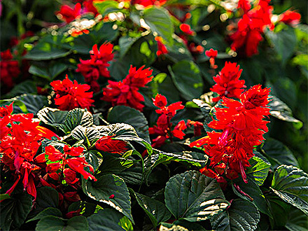 PGAPP下载种植基地四