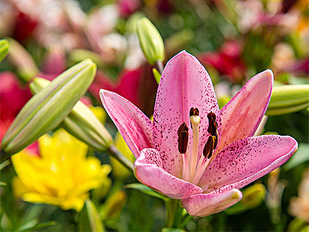 PGAPP下载产品展示二